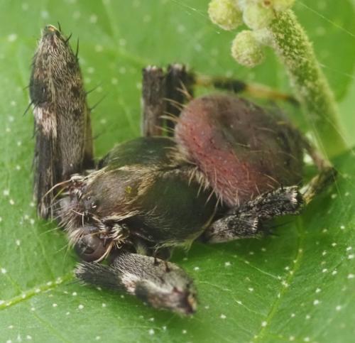 Réf. 319 280 : Neoscona sp.